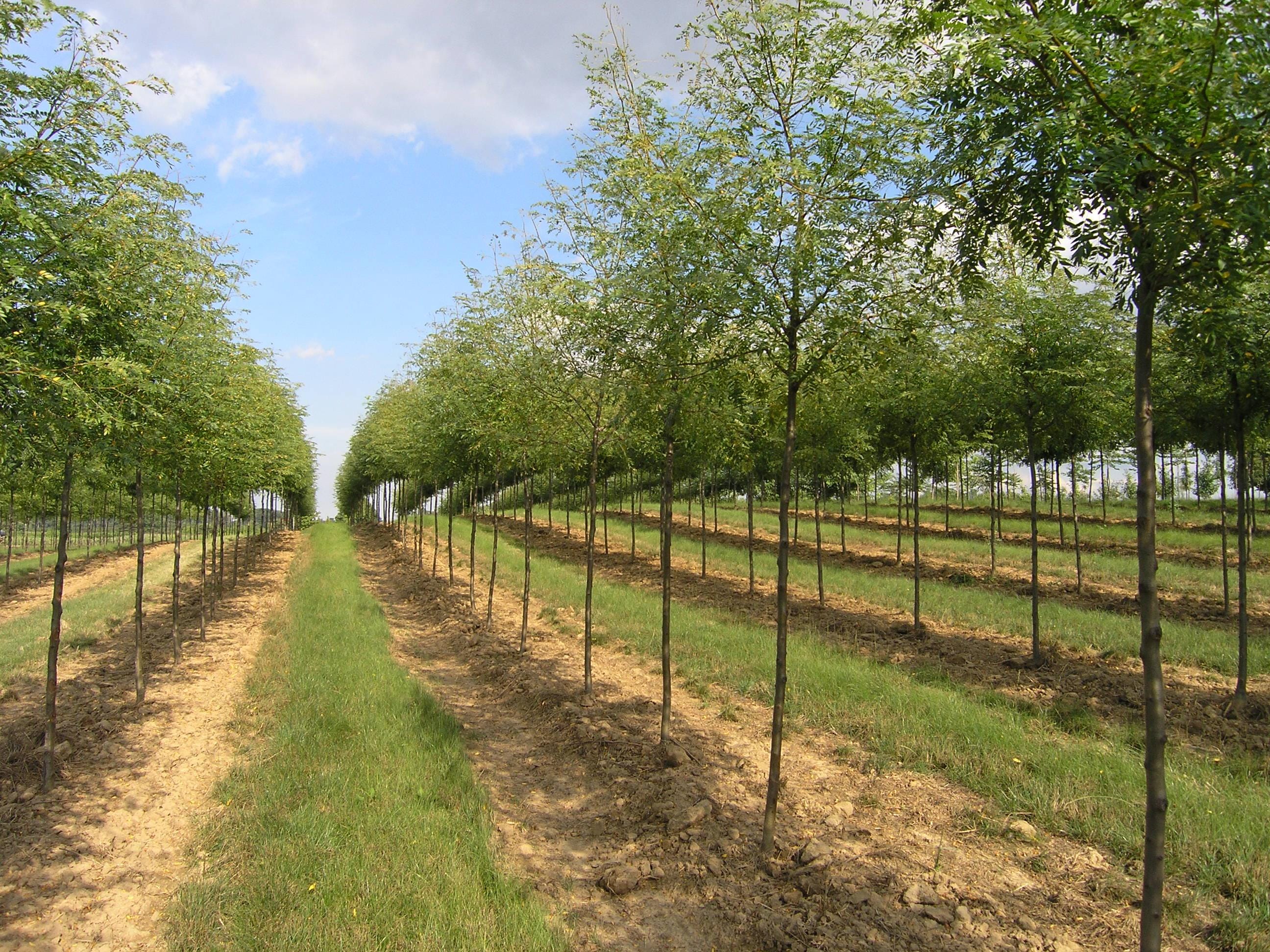 Gleditsia triacanthos ‘Shademaster’